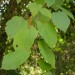 Carolina Basswood